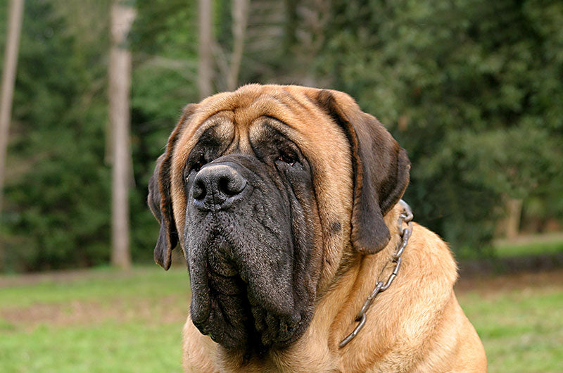 ギネス記録　大きい犬