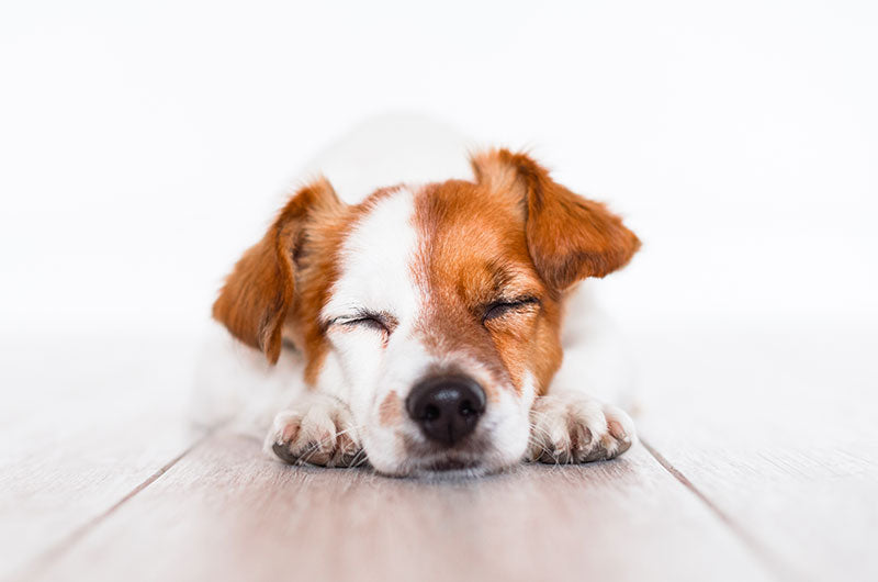 愛犬が根尖膿瘍と診断