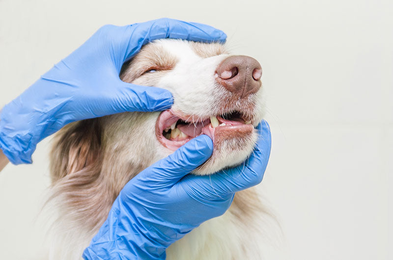 犬の根尖膿瘍　治療方法