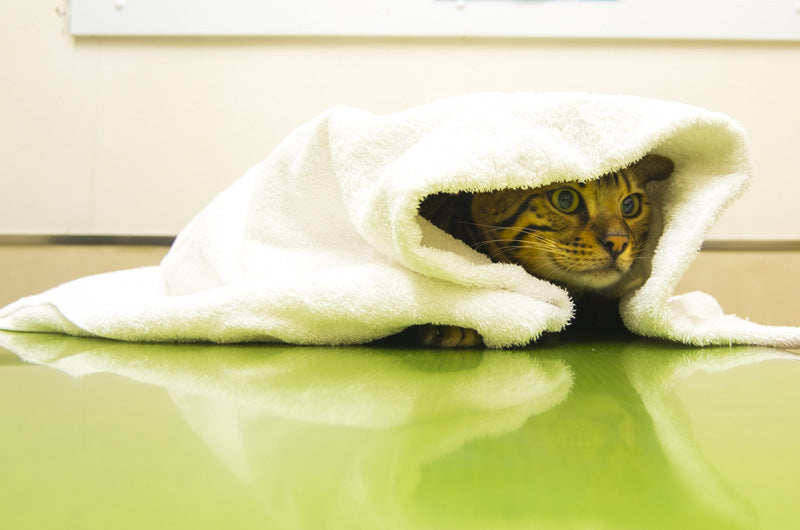 猫　熱中症　対処法