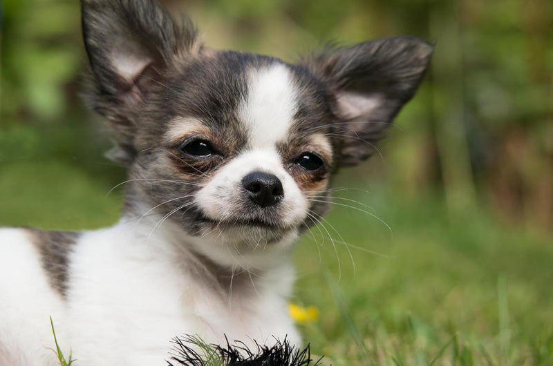 犬の避妊手術