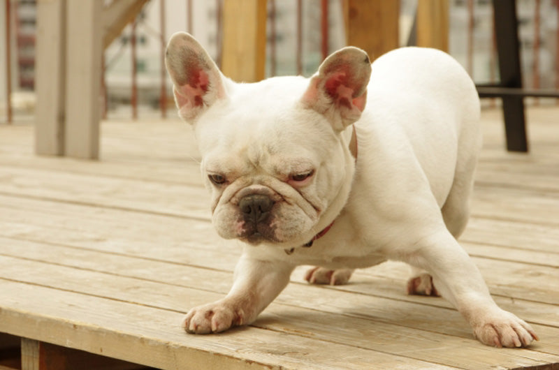 犬　病院嫌がり方