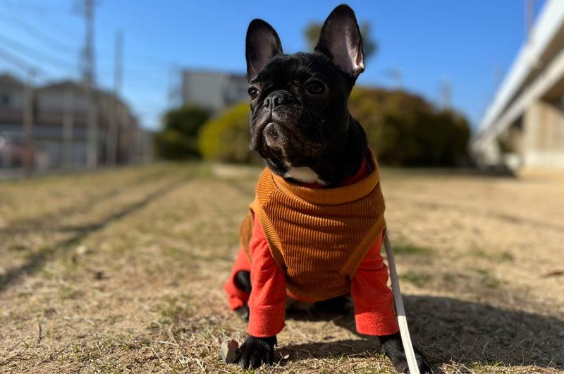 愛犬の寒さ対策！冬場のお洋服やお散歩のポイントは？ – OFT STORE