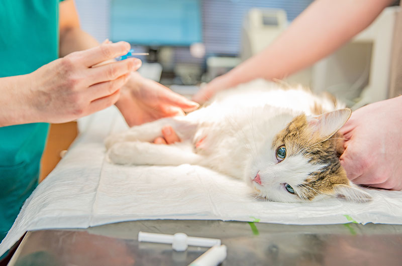 猫の腎不全　発症頻度