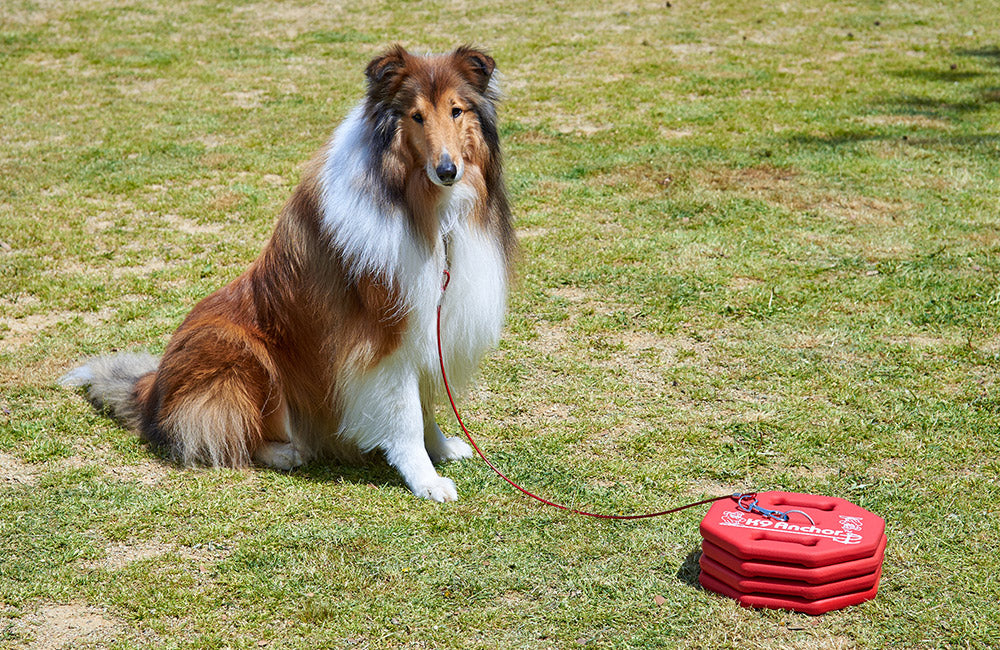 ボーダーコリーとK9アンカー重ね付け