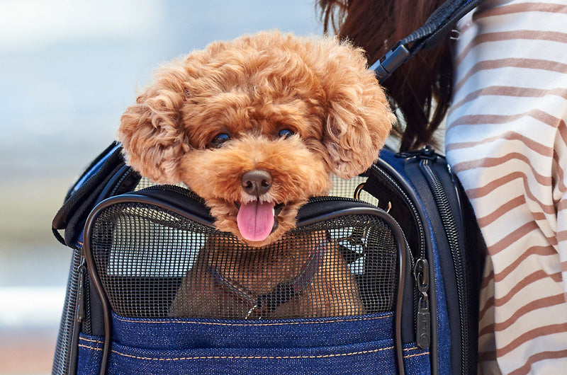 モデル犬　トイプードル