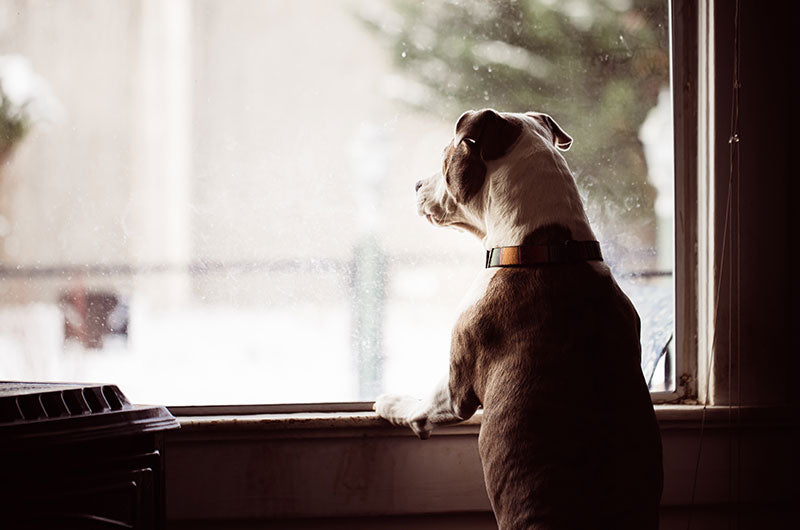 犬の痙攣　好発犬種　原因