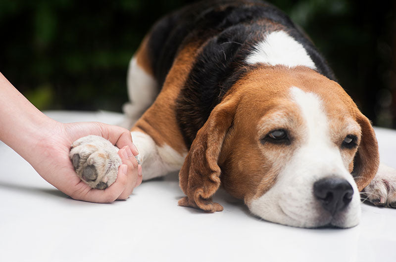 犬が痙攣したら