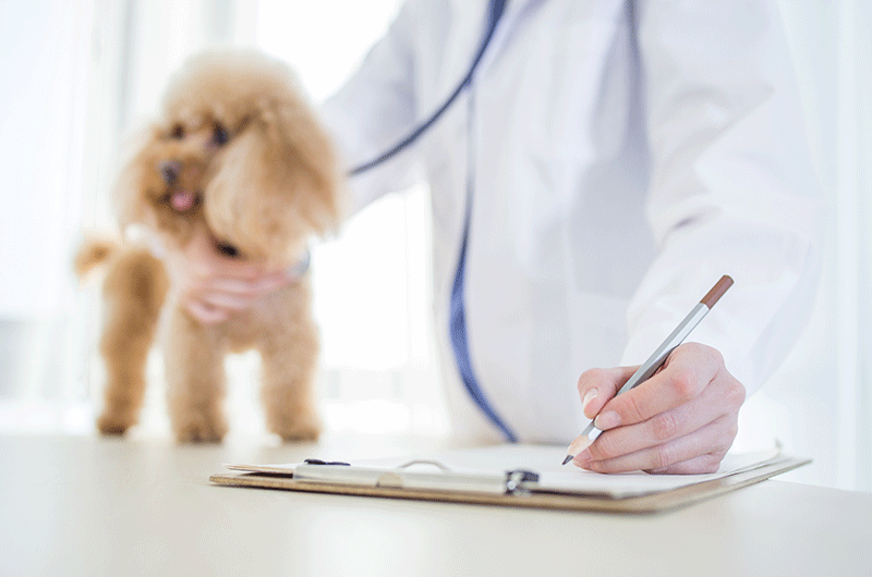 ペットの健康診断　頻度