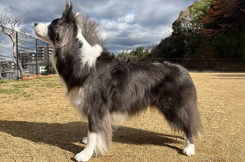 犬のサイズ　測り方