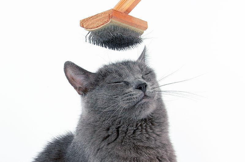 猫の毛割れ　対策