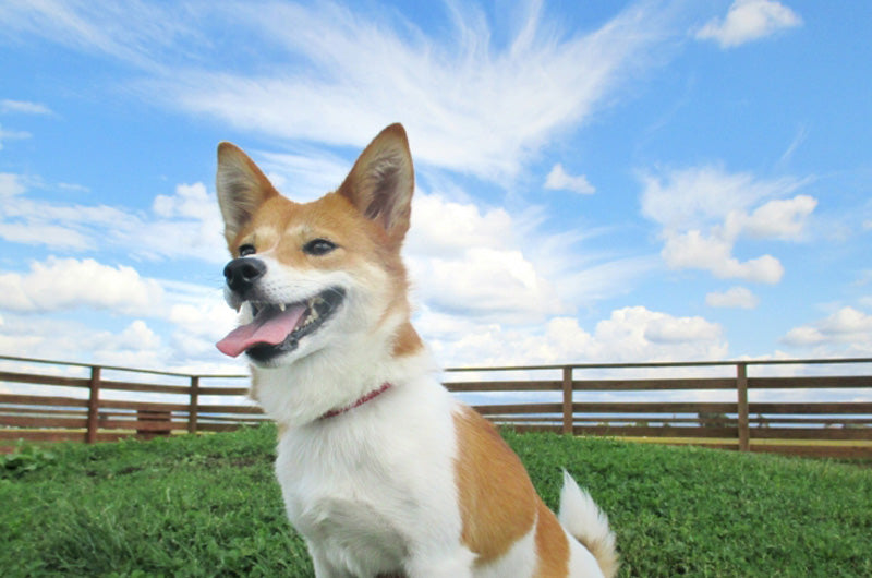 犬　気管虚脱の予防