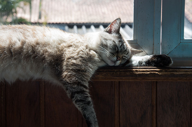 もしもの時に猫の安全を確保