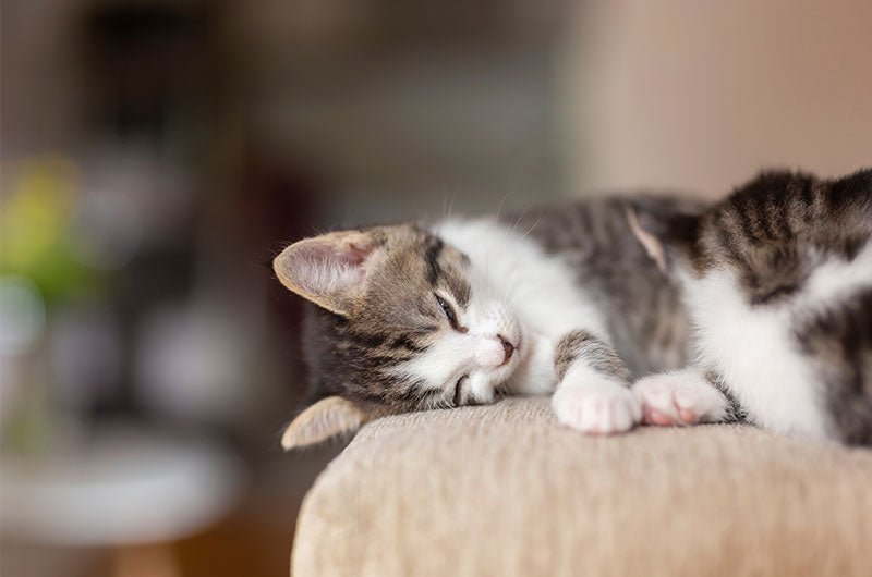 猫が口内炎になる原因は　対策について