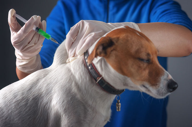 狂犬病の予防接種　大切