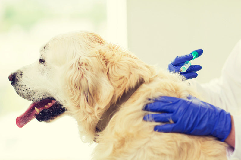 狂犬病予防接種とは