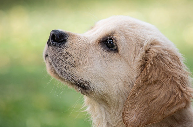 狂犬病予防接種の必要性