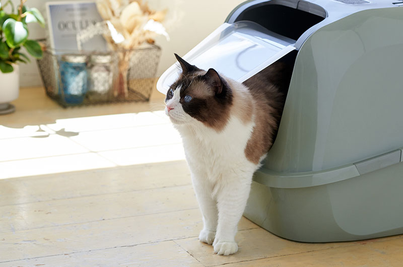 メガデラックス　大型猫　フード付きトイレ