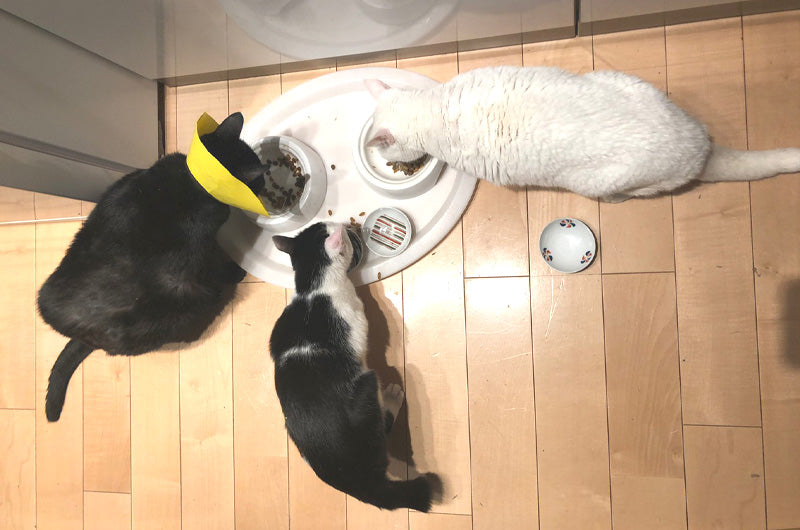 ３匹の猫ちゃんの食事風景