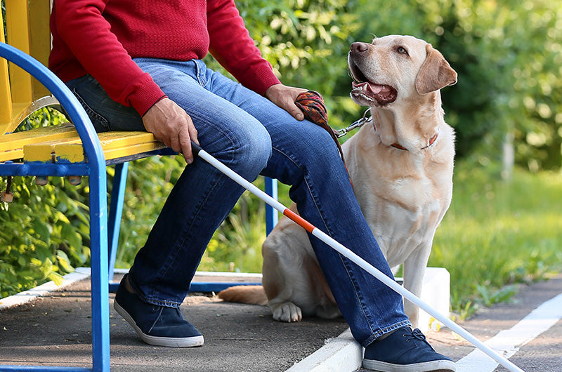 盲導犬を見かけても声をかけない