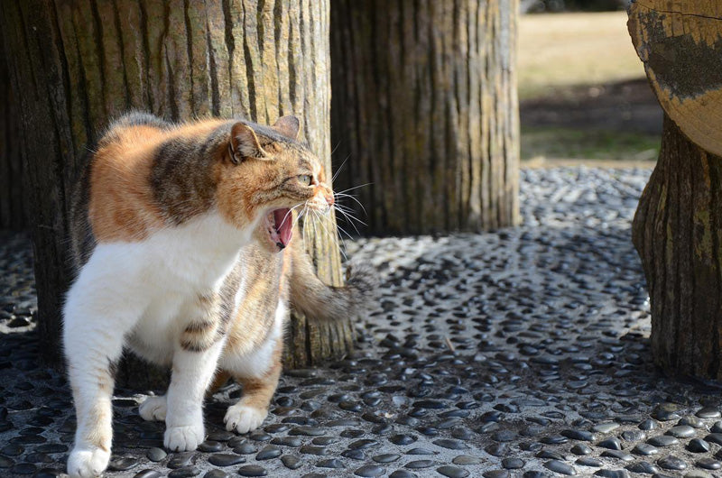 野良猫　捕獲方法