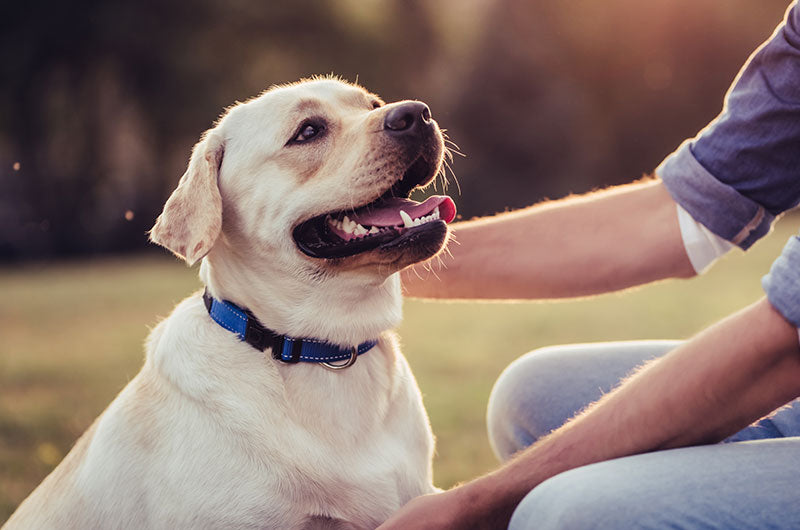 愛犬の皮膚病　チェック