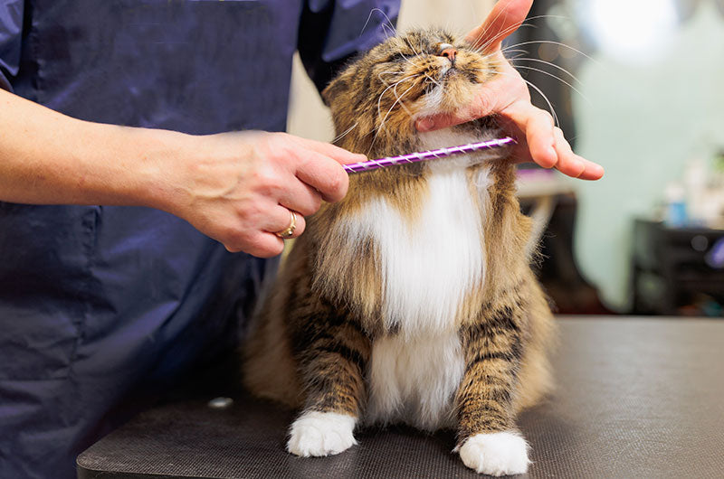 猫ニキビ　治療方法