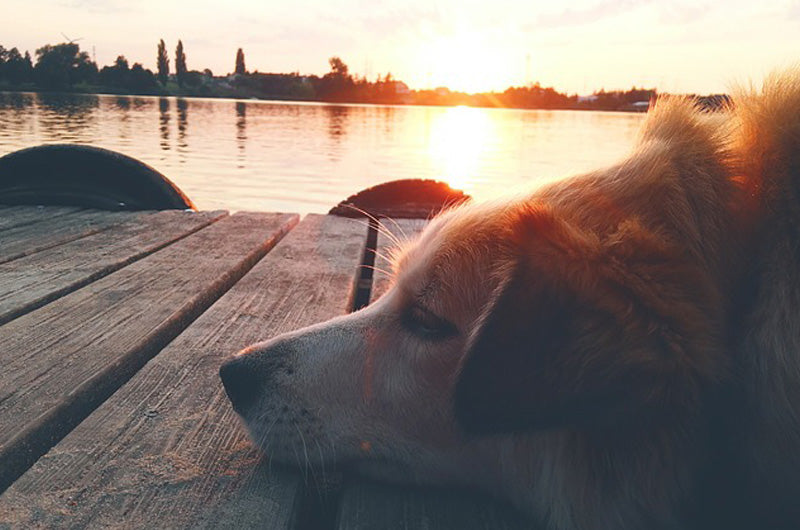 老犬　夜鳴き