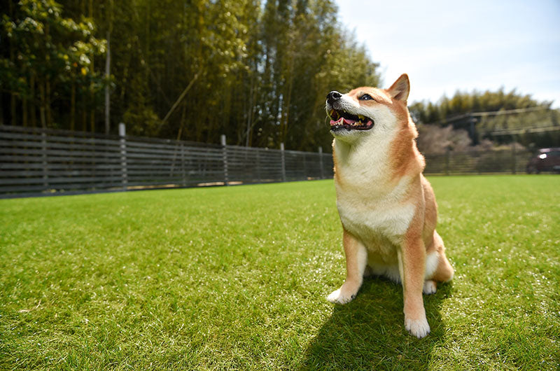 柴犬の名前の由来