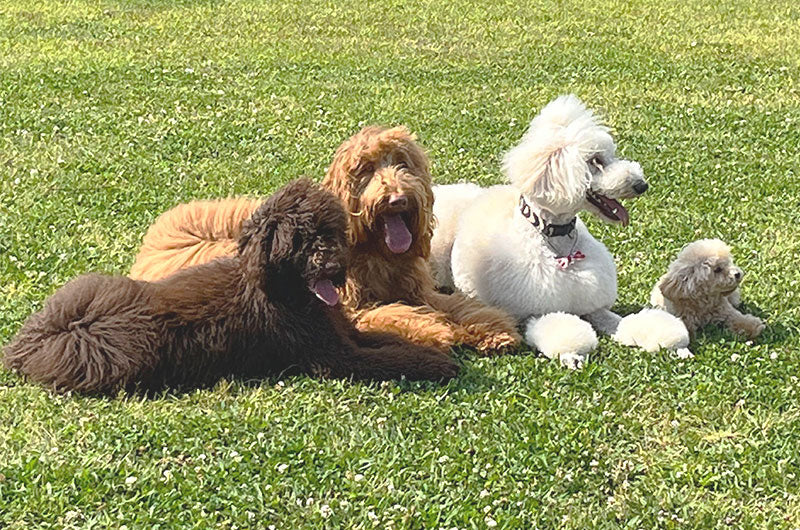 4匹の犬が仲良く日向ぼっこをしている