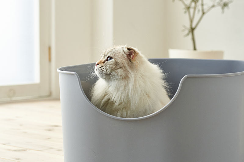 人気のネコトイレの新しいグレー色に入っている白い仔猫