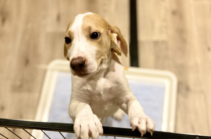 犬　トイレトレーニングの仕方