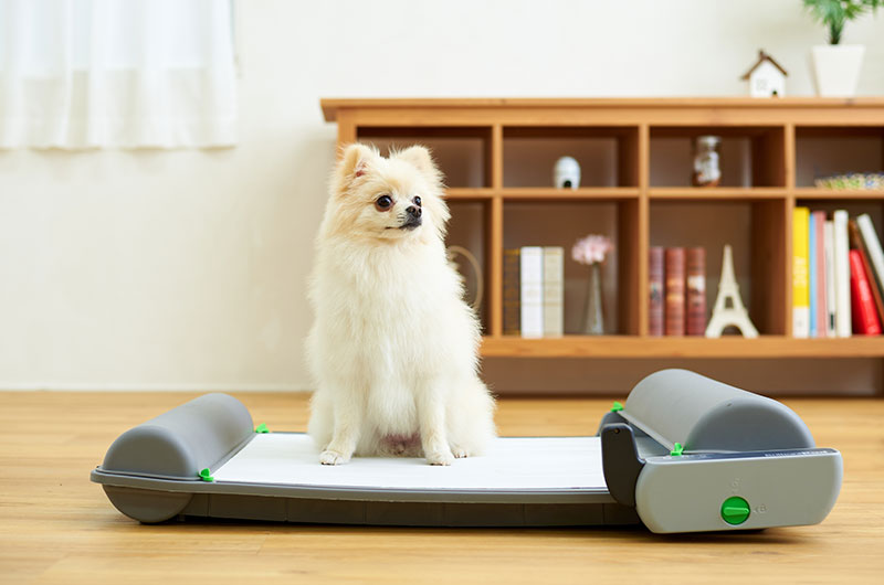 自動犬トイレ　ブリリアントパッドスマート