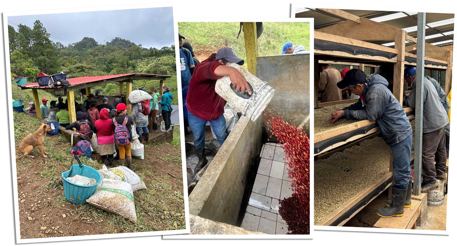 Taking Coffee to the Wash Station Nicaragua