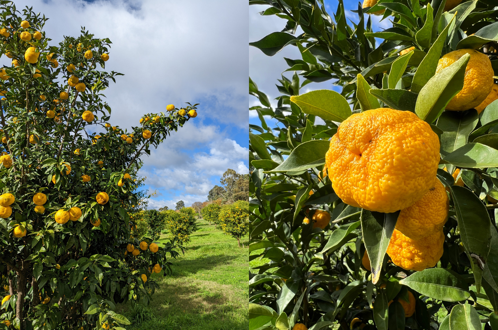 The cool climate citrus grows on 1300 trees at Mountain Yuzu.