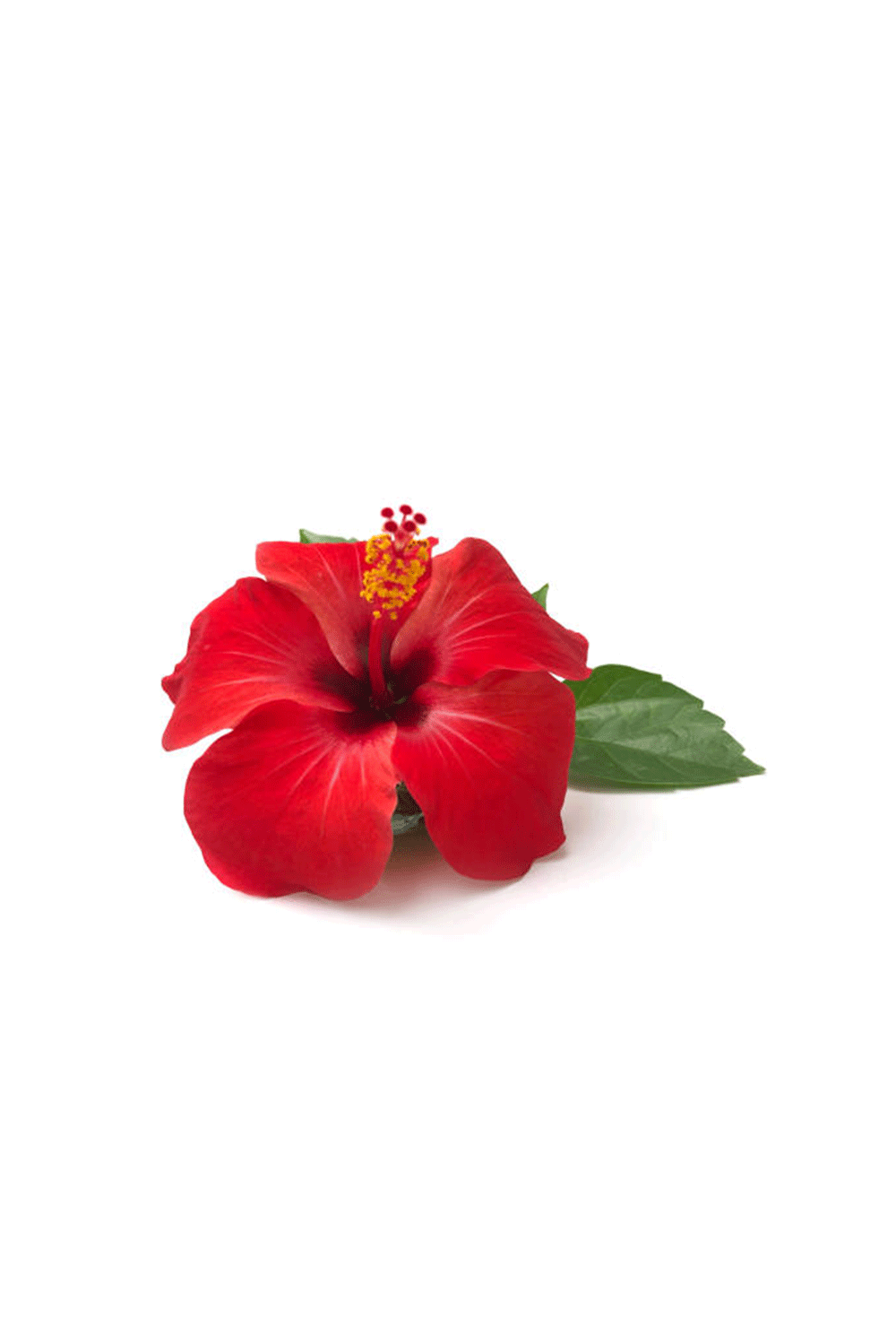 Flor de Jamaica (Hibiscus) 30g - KURÜ-KO