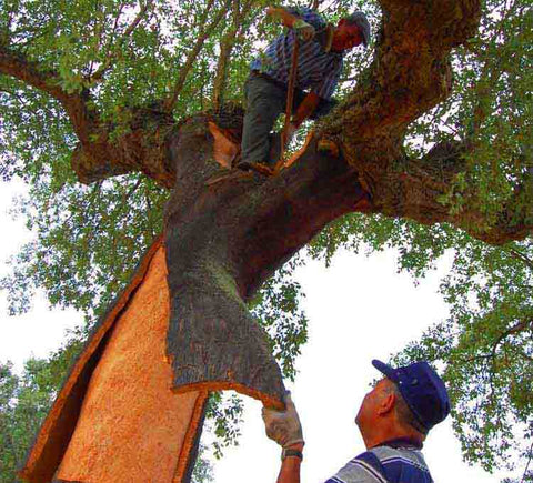 Cork harvest in Portugal