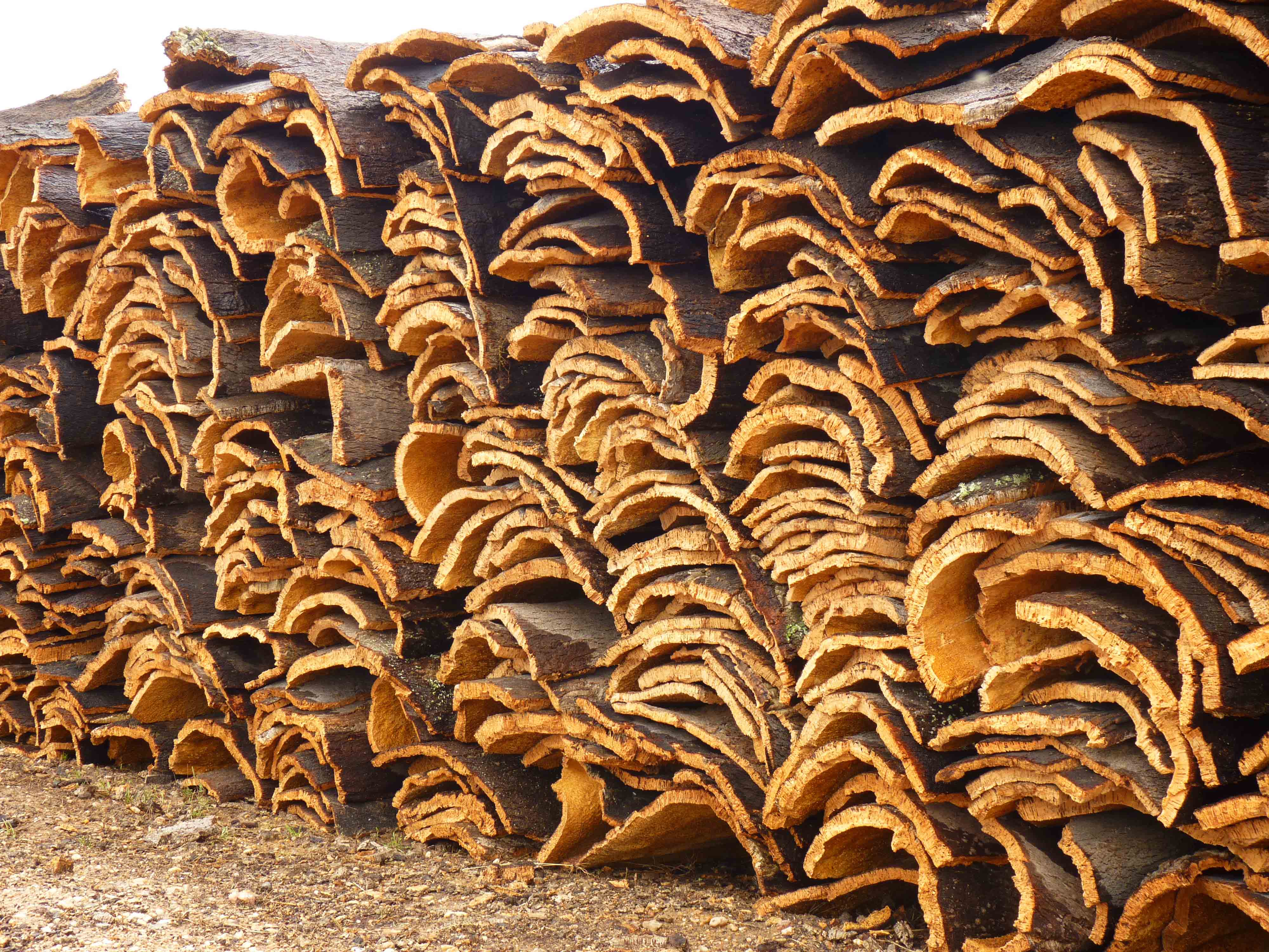 Cork bark after harvesting, Portugal