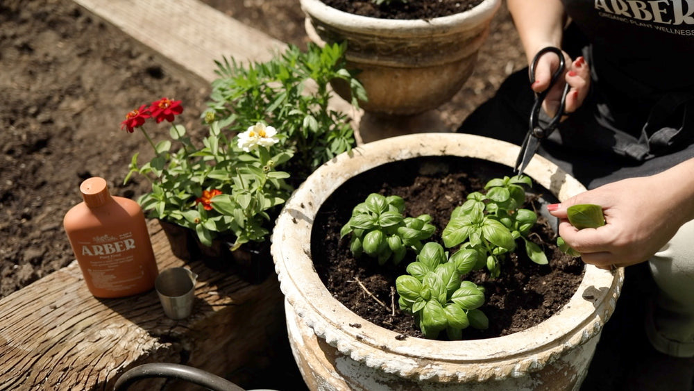 Starting an Organic Vegetable Garden in Containers - The garden!