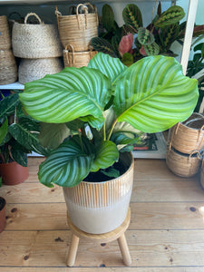 Calathea orbifolia - *Local delivery or Local Pick Up Only*