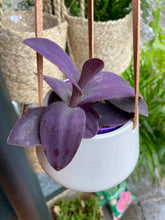 Load image into Gallery viewer, Tradescantia Purple Heart - Inch Plant
