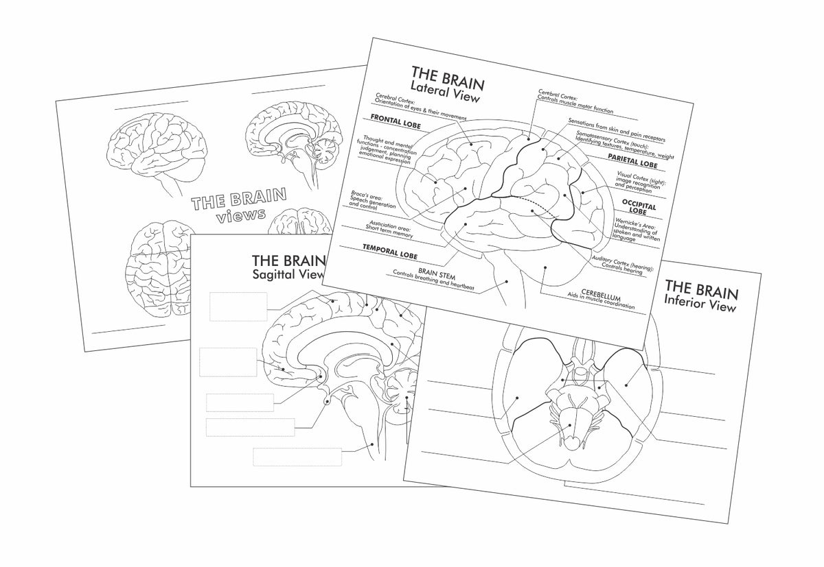 Parts of the Brain - A set of comprehensive worksheets – Where Exactly Maps
