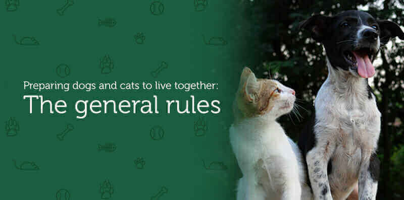 general rules of introducing dogs and cats