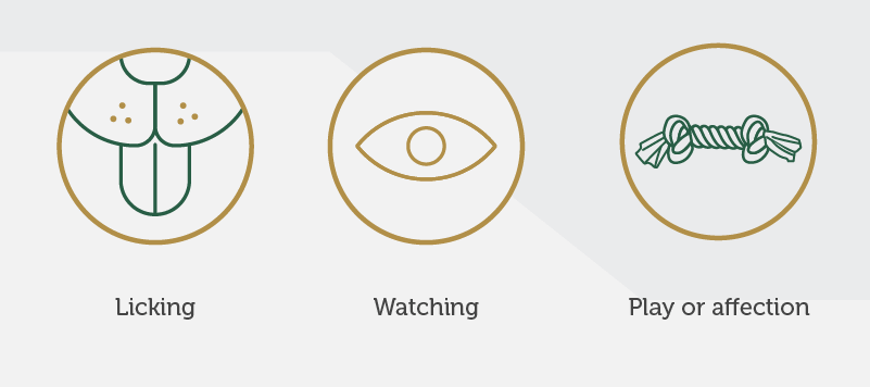 Three Icons showing Linking, Watching, and Play or Affection