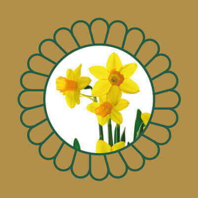 Daffodil Plants