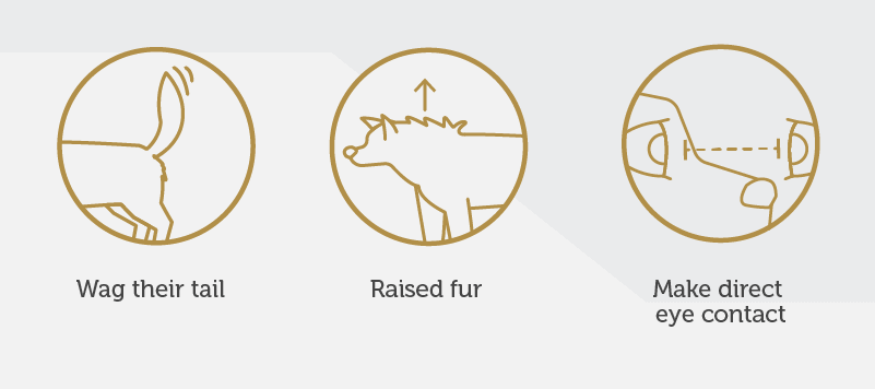 Three icons representing Wag their tail, Raised fur, and Make direct eye contact