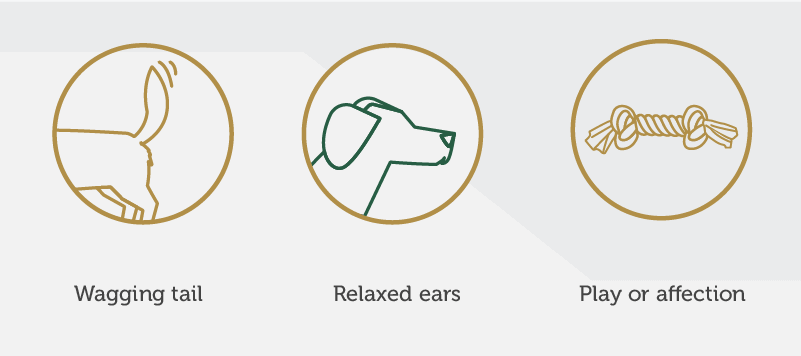 Icons representing Wagging Tail, Relaxed Ears, and Play or Affection