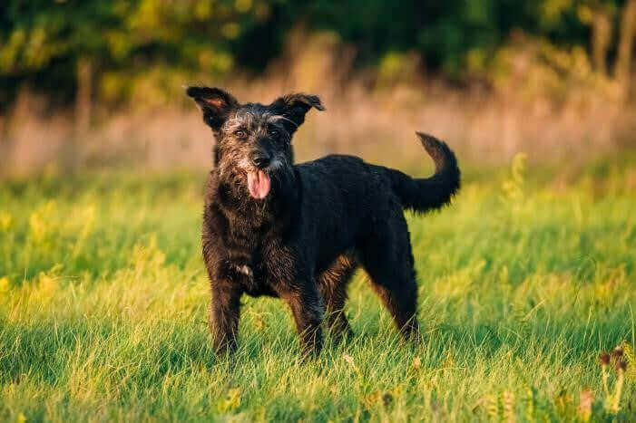 dog in field