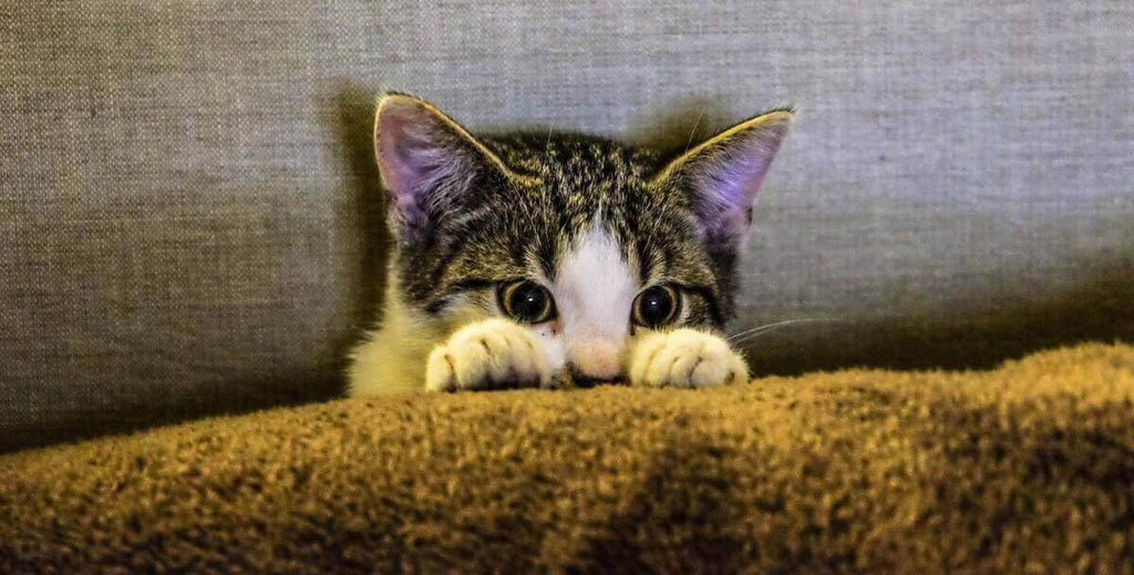 kitten peeping