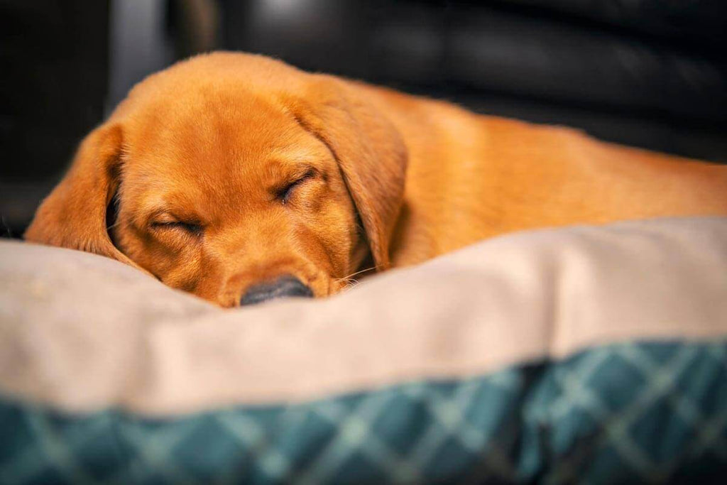how much should puppies sleep